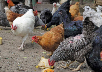 Uholanzi yaunga mkono Tanzania kupunguza antibiotiki kwa kuku