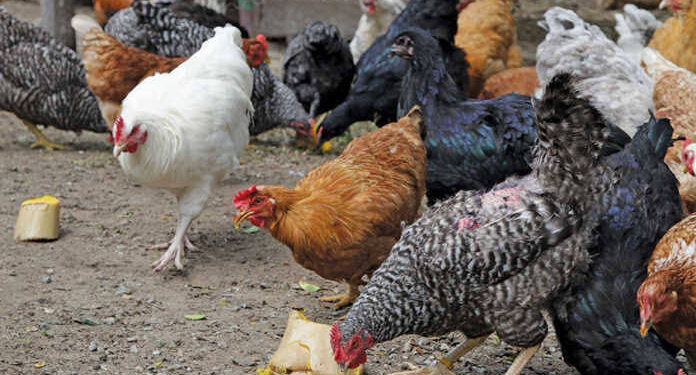 Uholanzi yaunga mkono Tanzania kupunguza antibiotiki kwa kuku