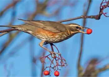 Safari za ndege wanaohama zatoa funzo kwa dunia isiyo na mipaka